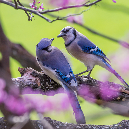 Bluejays ready for love