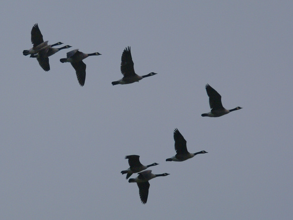 Canada Geese over National Mall