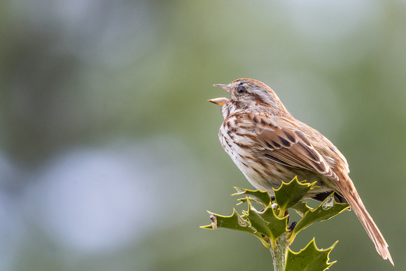 Song Sparrow welcomes the morning