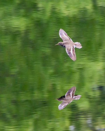 Spotted Sandpiper with reflection
