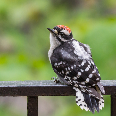 Cute young male Downy Woodpecker on our deck rail