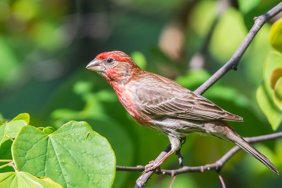 Male House Finch sporting some vivid reds