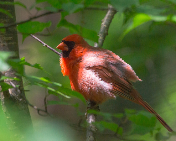 Male Northern Cardinal - difficult light