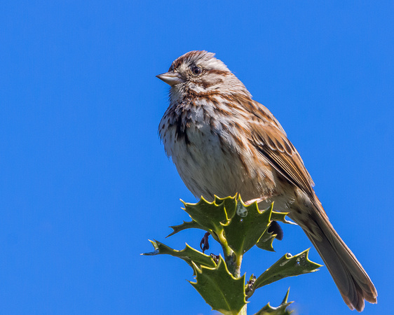 Song Sparrow atop a Holly bush