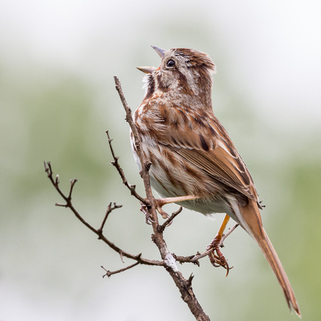 Song Sparrow singing - check that stance