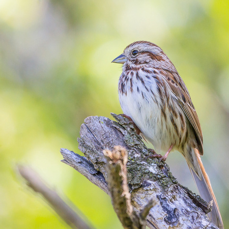 Song Sparrow on a dead branch
