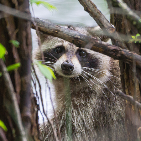 Raccoon hiding in the underbrush