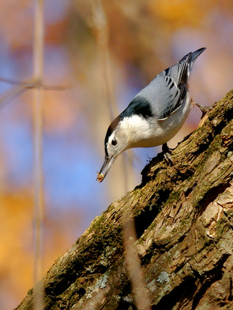 White-Breasted Nuthatch in AM light