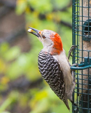 Female Red-bellied Woodpecker with her prize