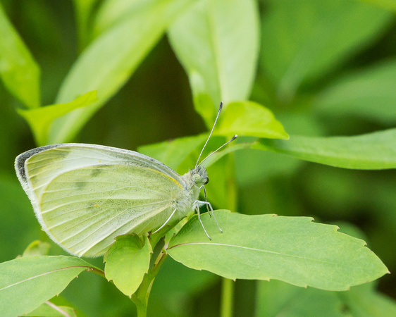 Cabbage White near the forest floor
