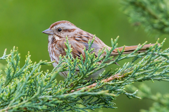 Song Sparrow behind evergreen