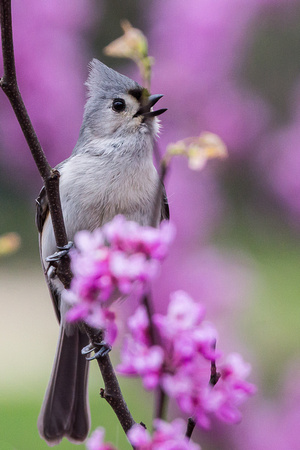 Tufted Titmouse whistling her tune