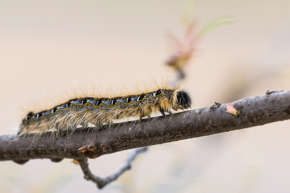 Gypsie Moth caterpiller strolling a thin branch