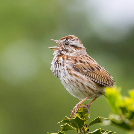 My favorite Song Sparrow again