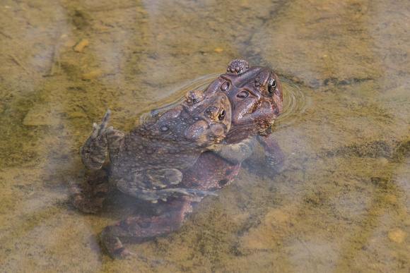 Male Eastern American Toad gets a mating grip