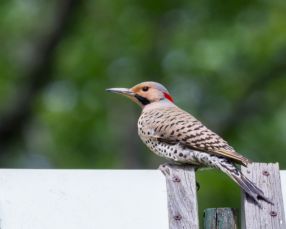 Male Northern Flicker on a birdhouse