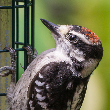 Recently fledged Downy Woodpecker with receding red cap