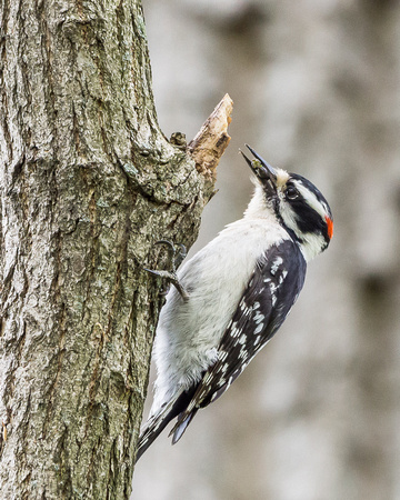 Male Downy Woodpecker with critters