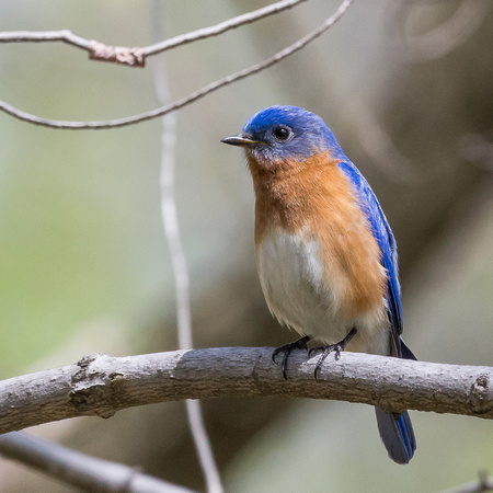 Male Eastern Bluebird on his roost