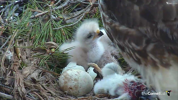 Red-tailed Hawk chick 6 - from Cornell: http://www.livestream.com/cornellhawks