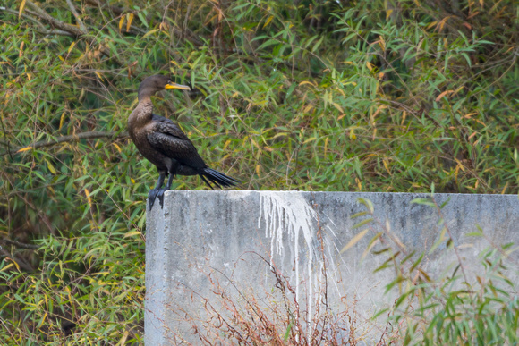 Double-crested Cormorant - Links Pond spillway