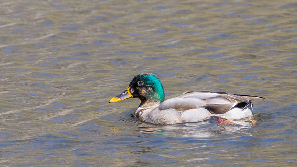 Nicely colored male Mallard - Lake Audubon