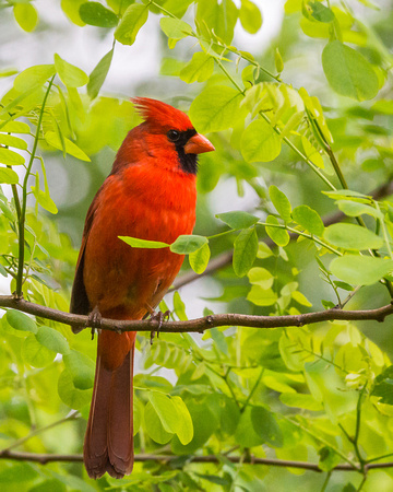 Male Northern Cardinal on a thin branch