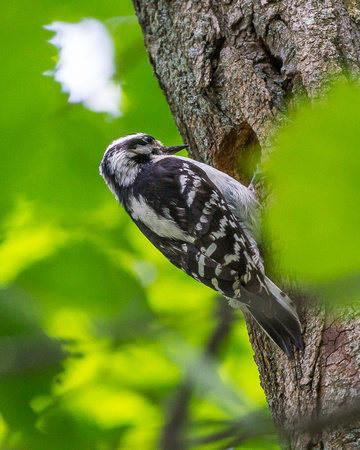 Female Downy Woodpecker at nest entrance