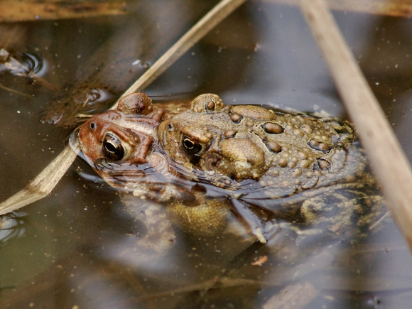 Eastern American Toads - Links Pond