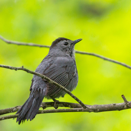 Gray Catbird - a little damp