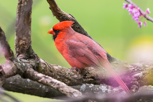 Male Northern Cardinal from above