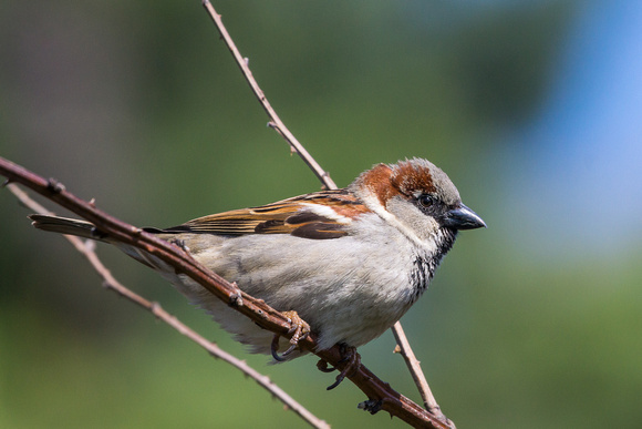Male House Sparrow on a briar branch