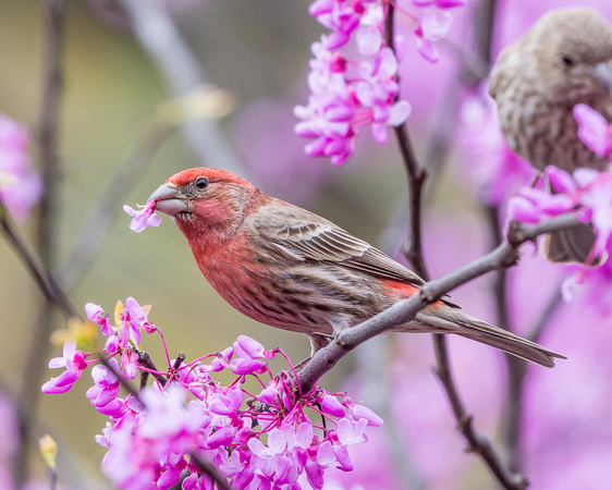 Male House Finch with Redbud bloom