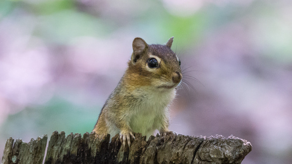 Another one of my Chipmunk buddies