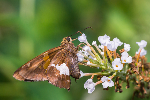 Silver Spotted Skipper on white Butterfly Bush blooms