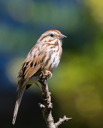 Song Sparrow on a leafless branch