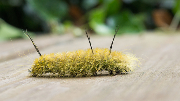 Caterpillar traversing my deck - Banded Tussock Moth - Halysidota tessellaris