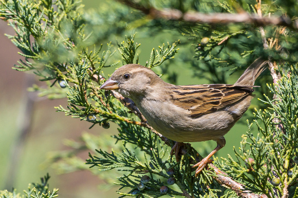 Female House Sparrow in evergreen