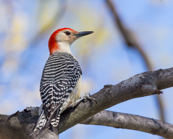 Male Red-bellied Woodpecker on a high branch