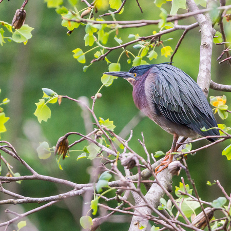 Green Heron - another view