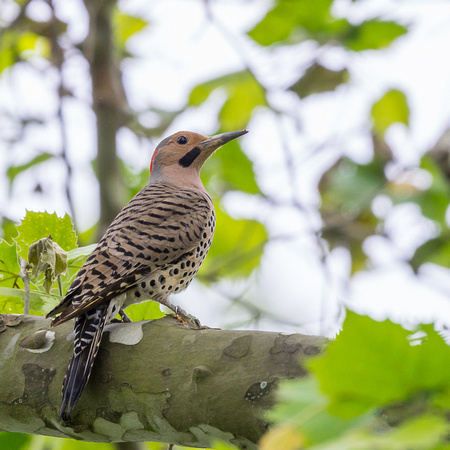 Male Northern Flicker in a Sycamore