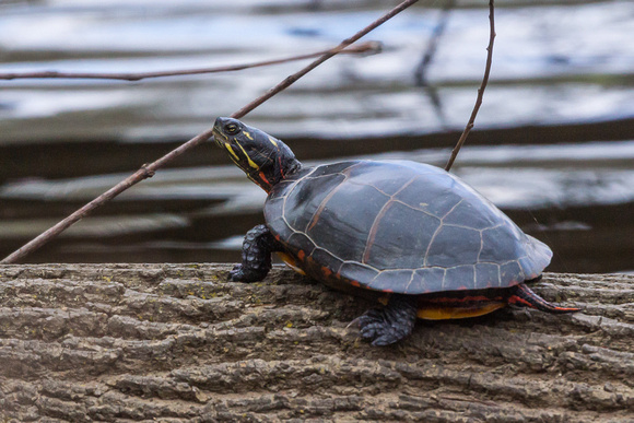 Painted Turtle on a log - Links Pond