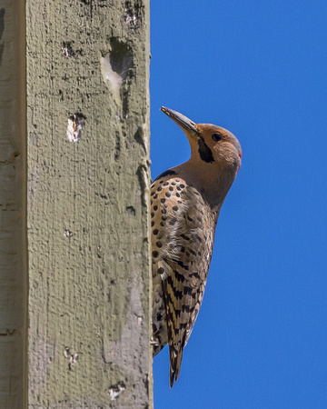 Male Northern Flicker destroying a house