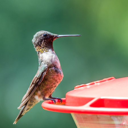 Resident 1st-year Male Ruby-throated Hummingbird - A-68