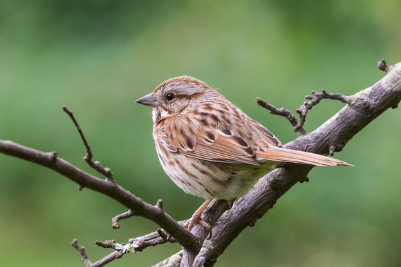 Song Sparrow in a forked branch