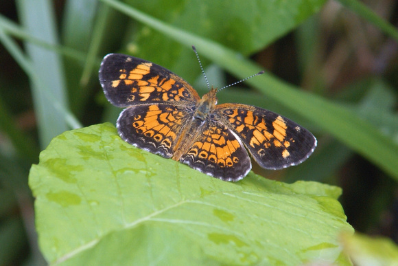 Pearl Crescent on Poison Ivy