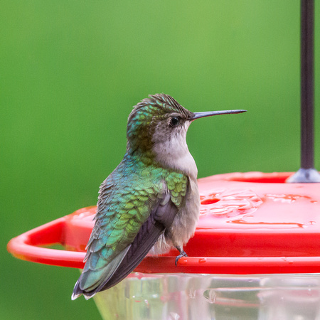 Our resident female Ruby-throated Hummingbird is back