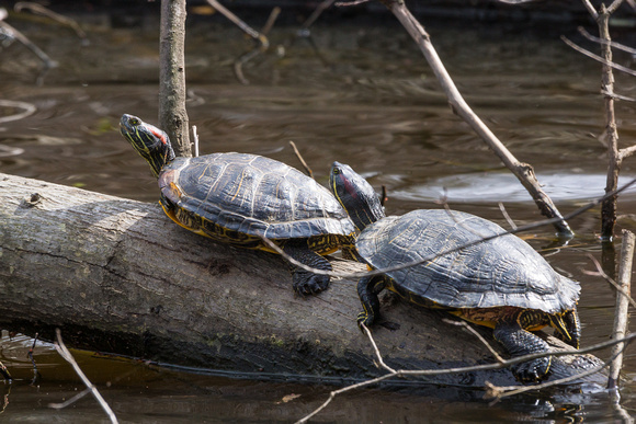 A pair of Red-eared Sliders - Links Pond