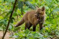 Red Fox kit - mouth open