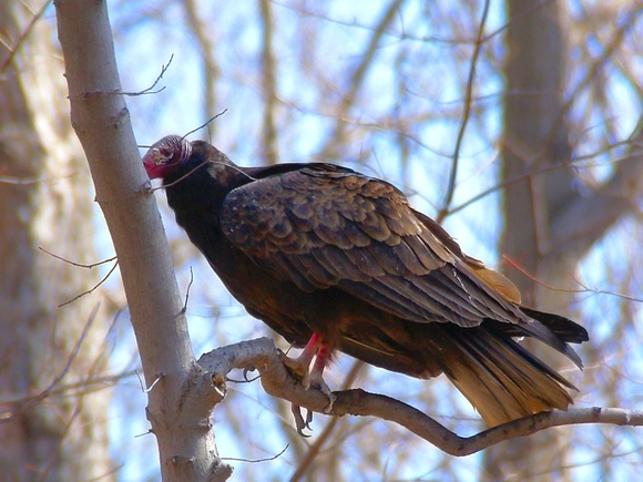 Turkey Vulture on limb